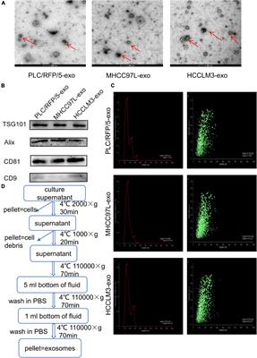 Exosomal miR-3682-3p Suppresses Angiogenesis by Targeting ANGPT1 via the RAS-MEK1/2-ERK1/2 Pathway in Hepatocellular Carcinoma